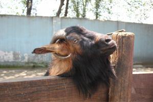 Chengdu Zoo